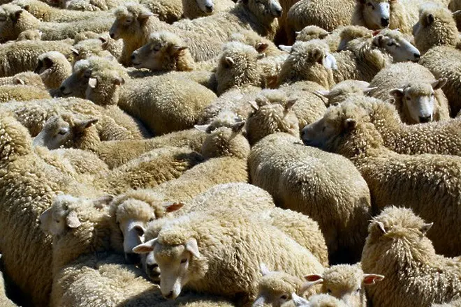 Овцевъди: В България има стотици хиляди виртуални овце