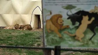 Зоопаркът в София отново отваря врати