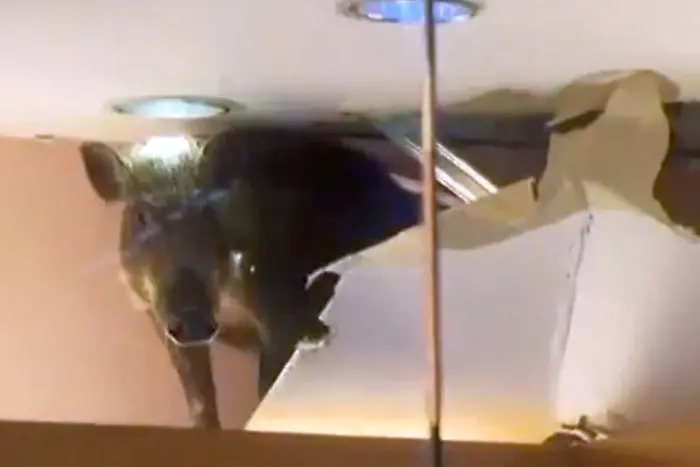 Дива свиня падна от тавана на мол в Хонконг (видео)