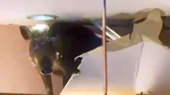 Дива свиня падна от тавана на мол в Хонконг (видео)