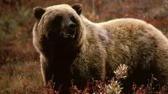 Министерството на туризма ни рекламира с лов на мечка гризли
