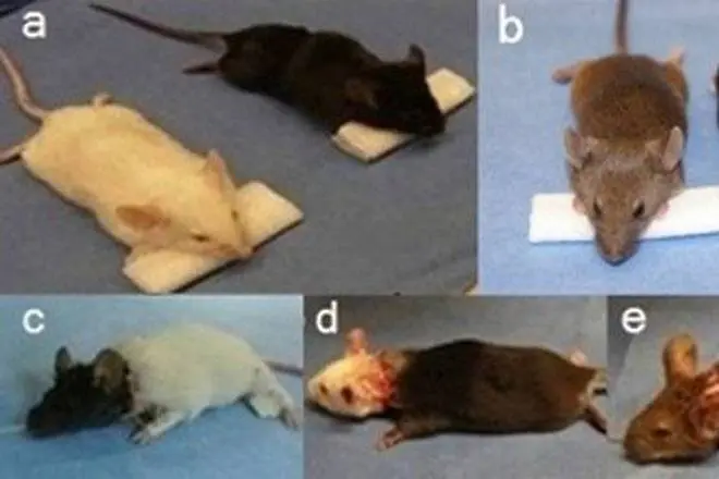 Китайски хирург смени главите на 1000 мишки, ще пробва и с маймуни