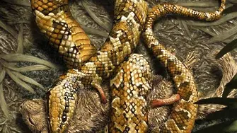 Откриха първата четирикрака змия