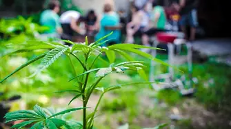 От днес в Орегон: Опашки за легална марихуана