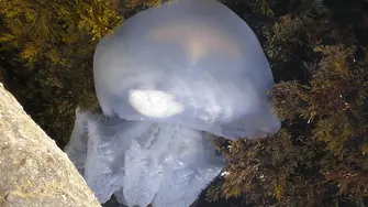 Странни медузоподобни създания са най-старите известни животни