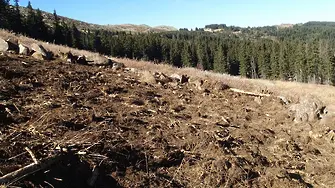 Някой унищожава гора на Витоша. Държавата не знае кой (снимки)