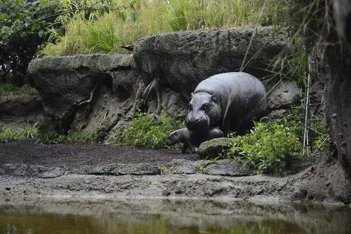 Не внимавахте в час по биология! В Колумбия имат проблем с хипопотамите (видео)