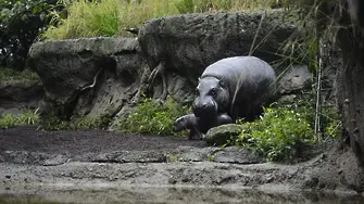 Не внимавахте в час по биология! В Колумбия имат проблем с хипопотамите (видео)