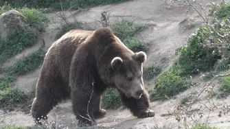 Край на ужаса! Откриха мъртва мечката, вилняла в Родопите