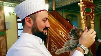 Имам приютява уличните котки в джамия