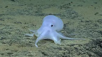 Откриха октопод, който прилича на духче (видео)