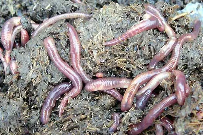 Две трети от младите фермери гледат калифорнийски червеи. Случайност?