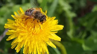 57 вида разрешени пестициди тровят пчелите