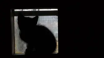 Котката на Шрьодингер: жива и мъртва едновременно, при това - на две места