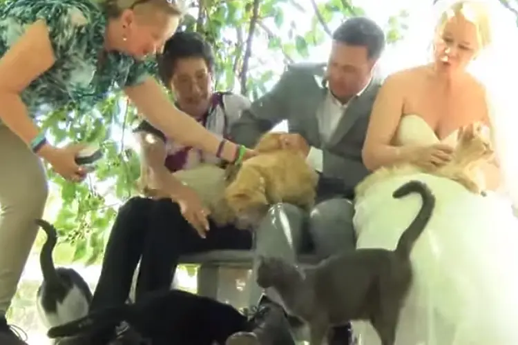 Да поканиш 1100 котки на сватбата си (ВИДЕО)