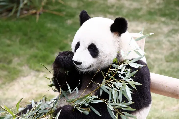 Колко е трудно да чистиш на панди (ВИДЕО)