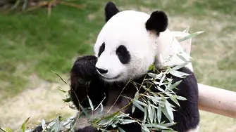 Колко е трудно да чистиш на панди (ВИДЕО)