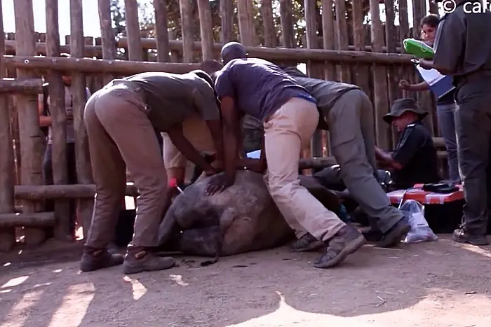 Как се прави сърдечен масаж на бебе-носорог (ВИДЕО)
