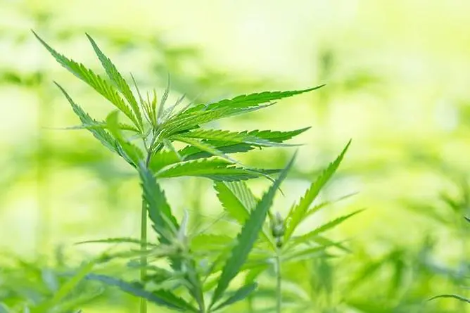 И британското правителство призна - от марихуаната има медицинска полза