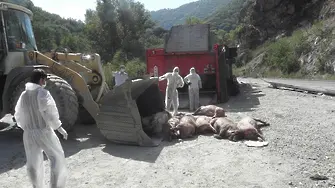 Акция „разчистване от свине“ на Е79