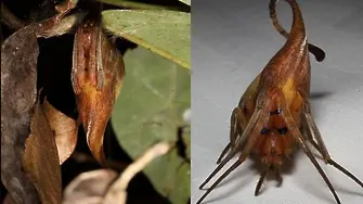 Новооткрит паяк се крие като сухо листо