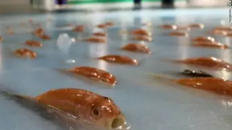 Хиляди риби замразени в ледена пързалка в Япония (ВИДЕО)