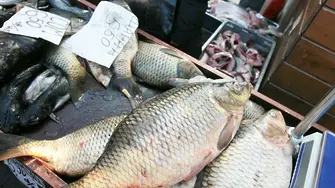 Търговците на риба взимат данъчните за шарани