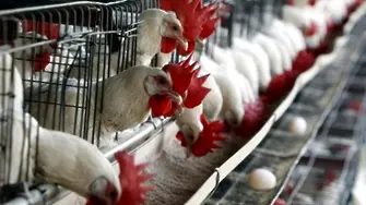 Огнище на птичи грип в Пловдивско, забраниха търговията с яйца
