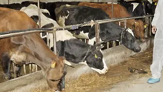 Българските и румънските крави дават най-малко мляко