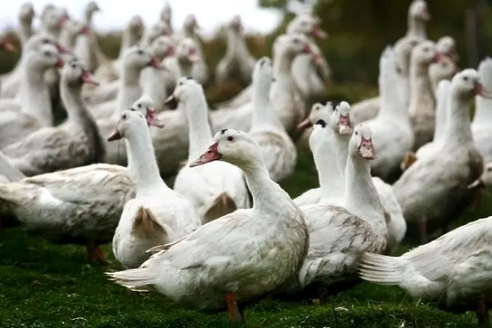 Клане: Над 116 000 патици ще бъдат умъртвени заради птичия грип