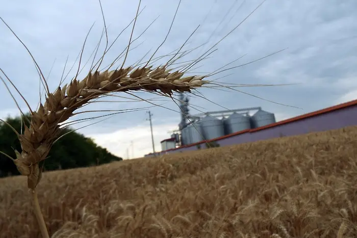 Януарският студ ще удари реколтата от пшеница в България