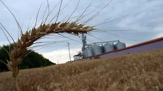 Януарският студ ще удари реколтата от пшеница в България