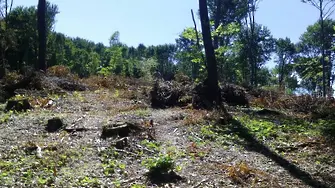 ВМРО предлага безконтролна сеч на горите върху земеделски земи
