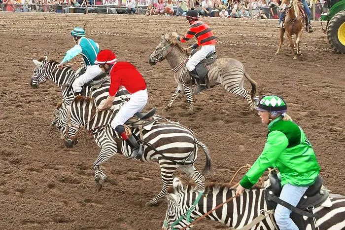 Вижте как върви състезанието със зебри в София