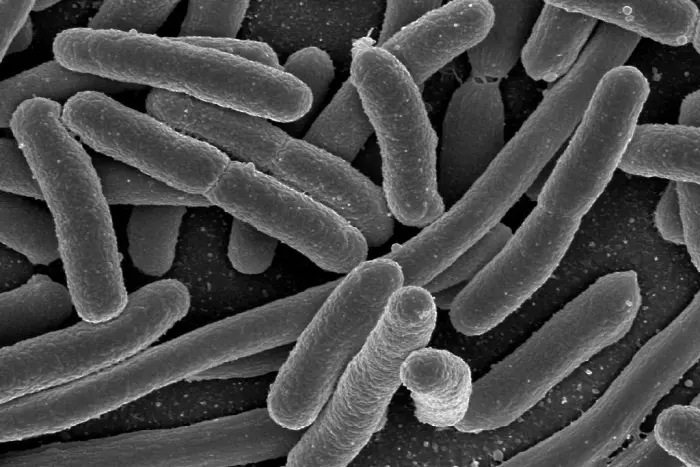 Откритие: чревни бактерии влияят на терапиите при рак