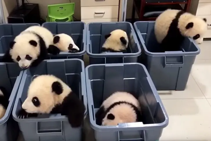 Как се складират разделно бебета-панди (ВИДЕО)