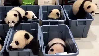 Как се складират разделно бебета-панди (ВИДЕО)