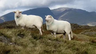 Овцете разпознават човешки лица