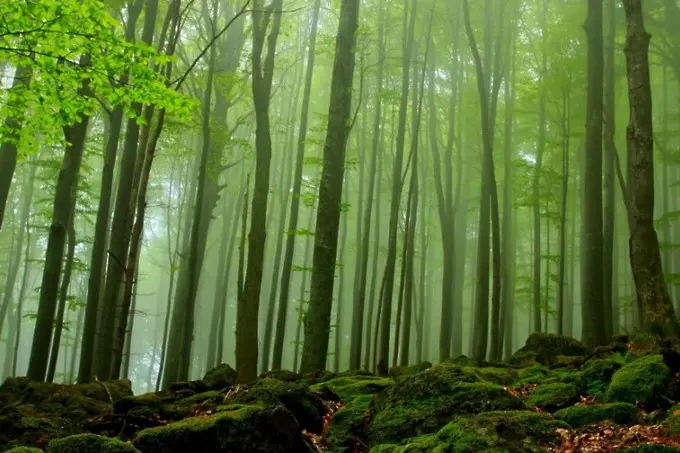 Буковите гори в Централен Балкан - световно наследство на ЮНЕСКО
