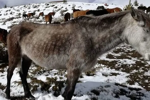 Десетки коне измират от студ и глад в Осоговската планина