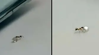 Мравка се опита да открадне диамант от бижутер (ВИДЕО)