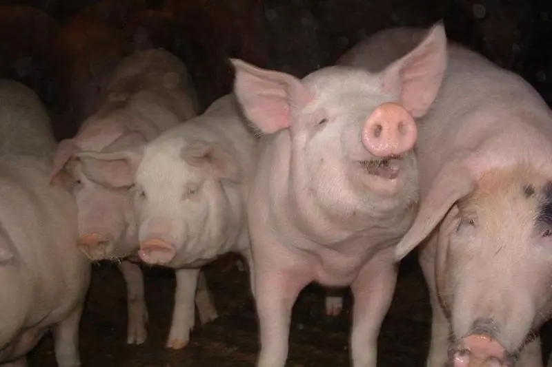 Експерт: Загробването на свински трупове вещае риск от замърсяване на водата 