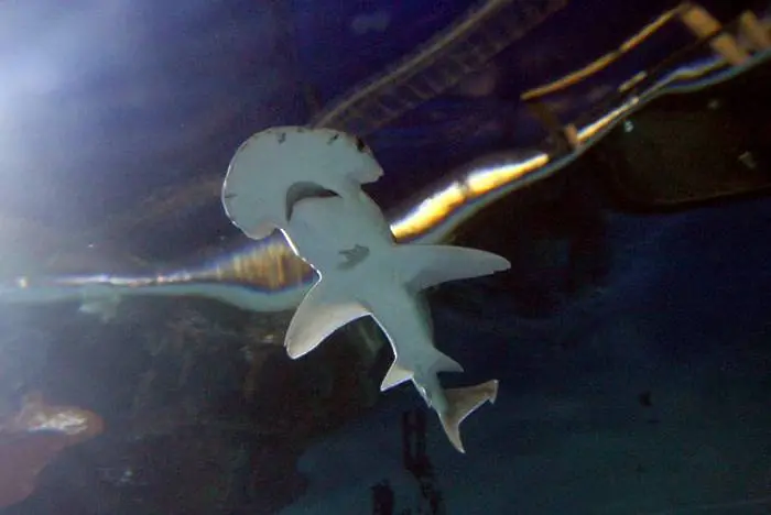 Учени откриха акули, които се хранят с водорасли