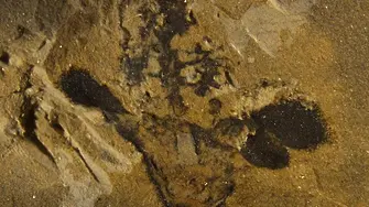 Палеонтолози откриха най-стария фосил на цвете