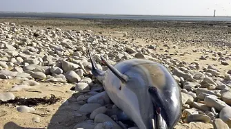 Учени прогнозираха измиране на делфините