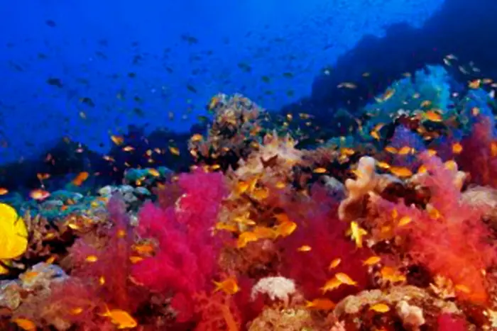 Туризмът застрашава коралите в Червено море