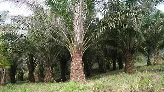 Малайзия ще съди ЕС, че не иска да гори палмово масло