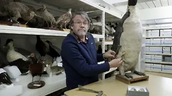 Откриха гигантски пингвин край Нова Зеландия