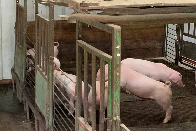 Китай вади 10 000 тона свинско от резервите си заради чумата
