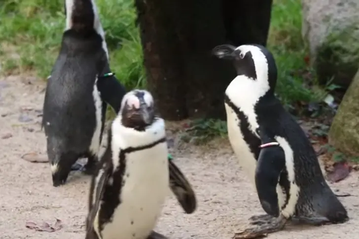 Хомосексуални пингвини откраднали яйце на друга двойка